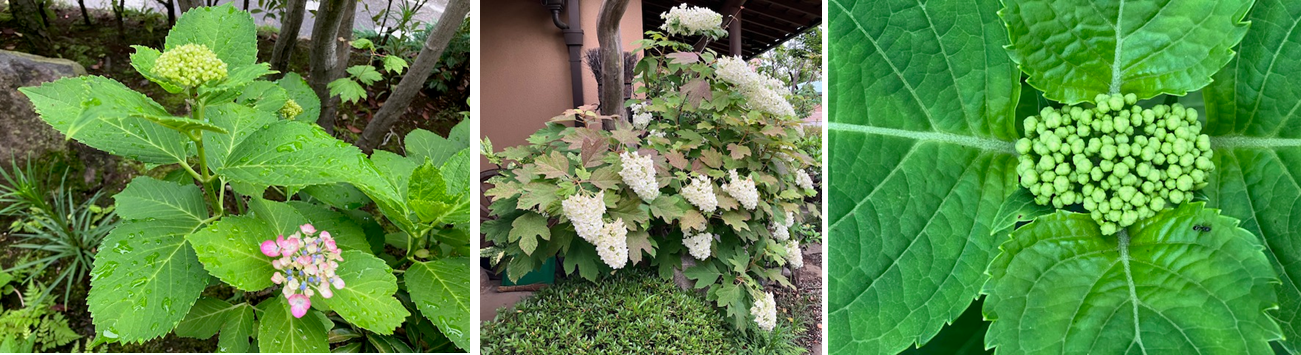 6月15日（日曜日）の画像2