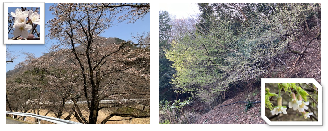 3月27日（木曜日）の画像2