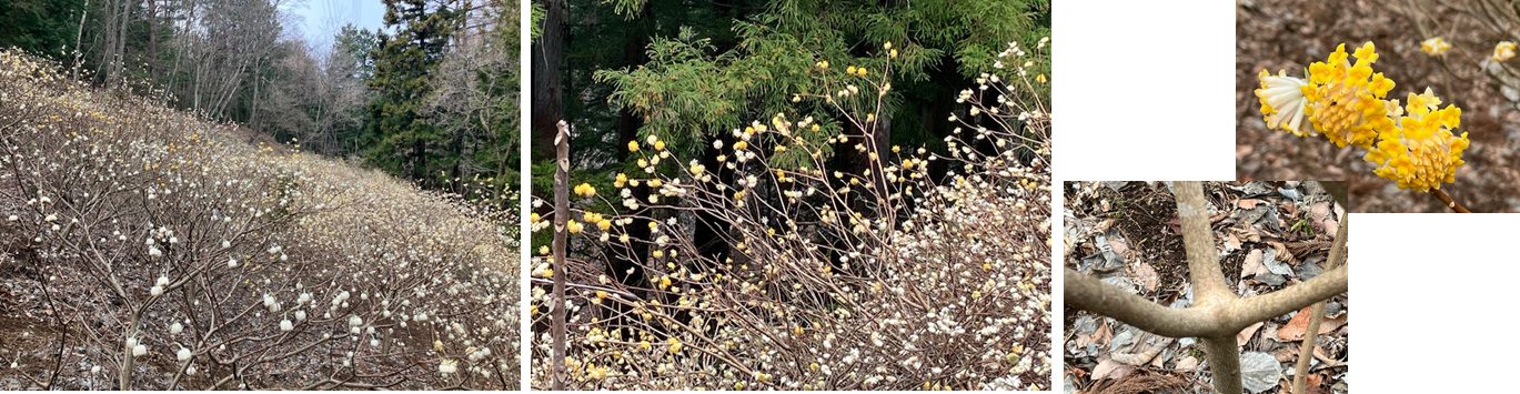3月25日（火曜日）の画像