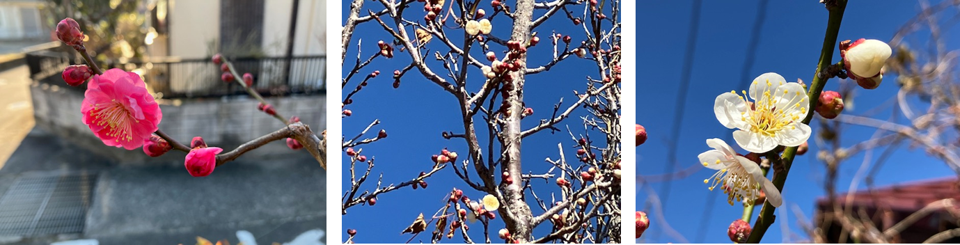 2月27日（木曜日）の画像