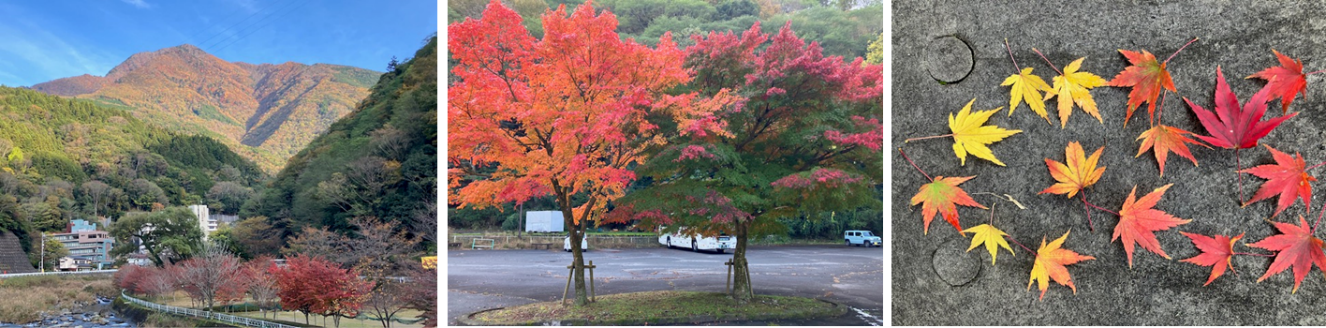 11月17日（日曜日）の画像