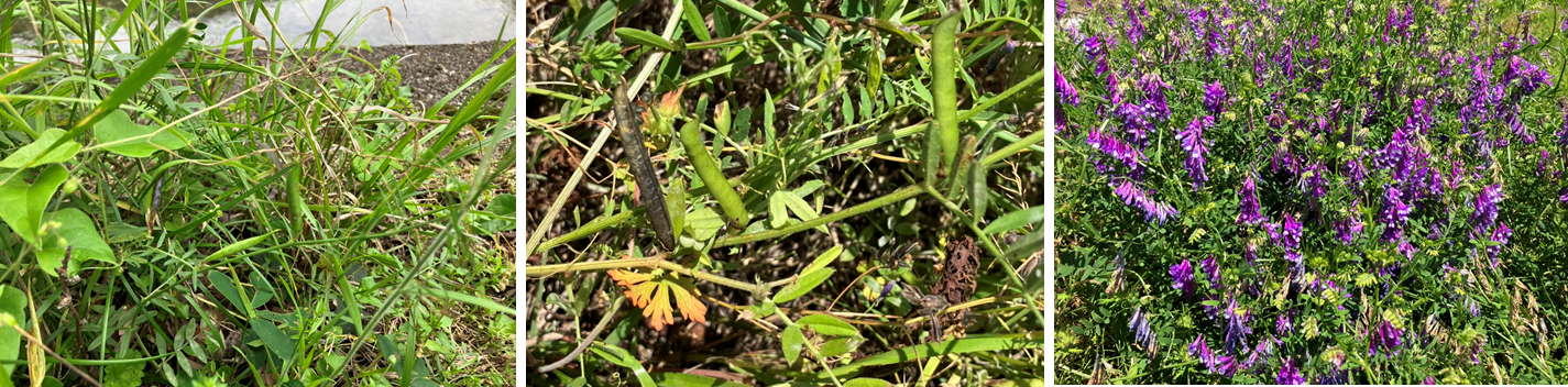 5月19日（日曜日）の画像