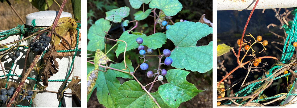 11月20日（月曜日）の画像2