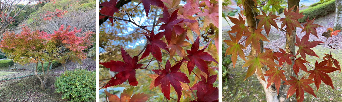 11月19日（日曜日）の画像2