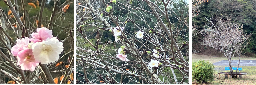 11月12日（日曜日）の画像1