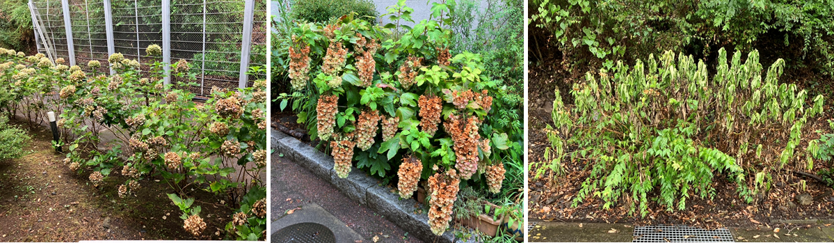 8月6日（日曜日）の画像1