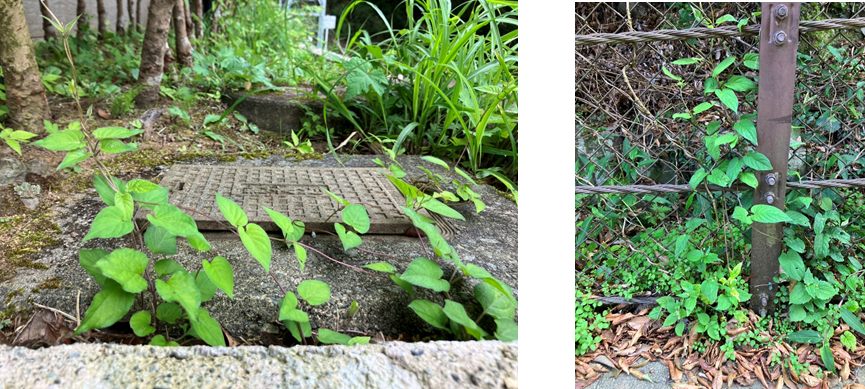 6月26日（月曜日）の画像1
