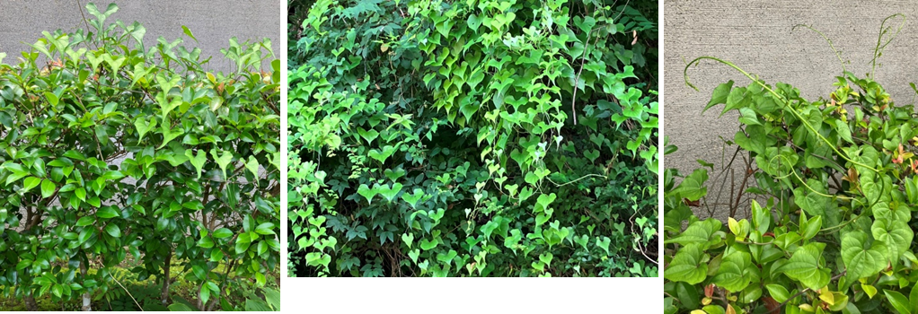 6月26日（月曜日）の画像3