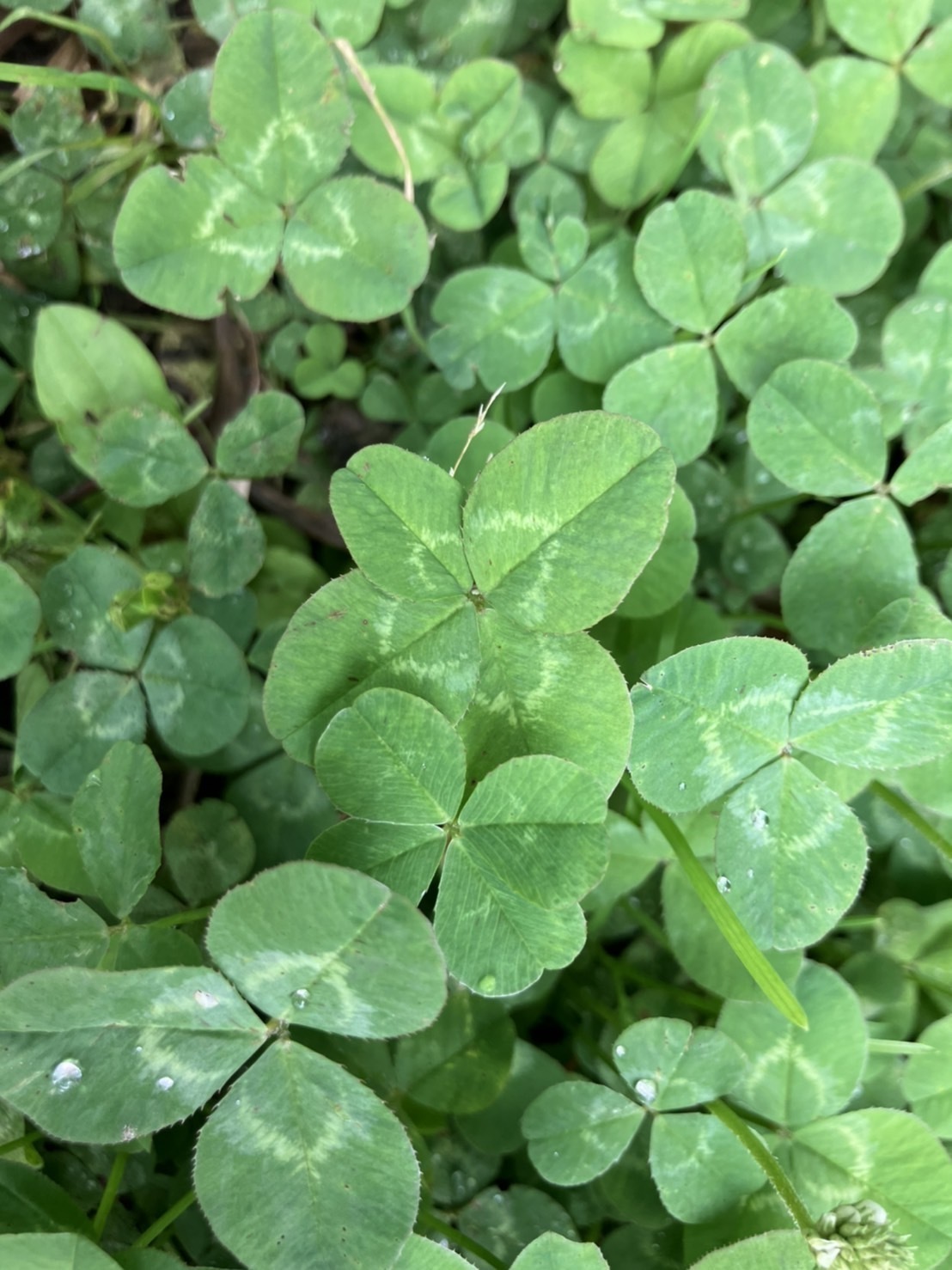 6月11日（日曜日）の画像