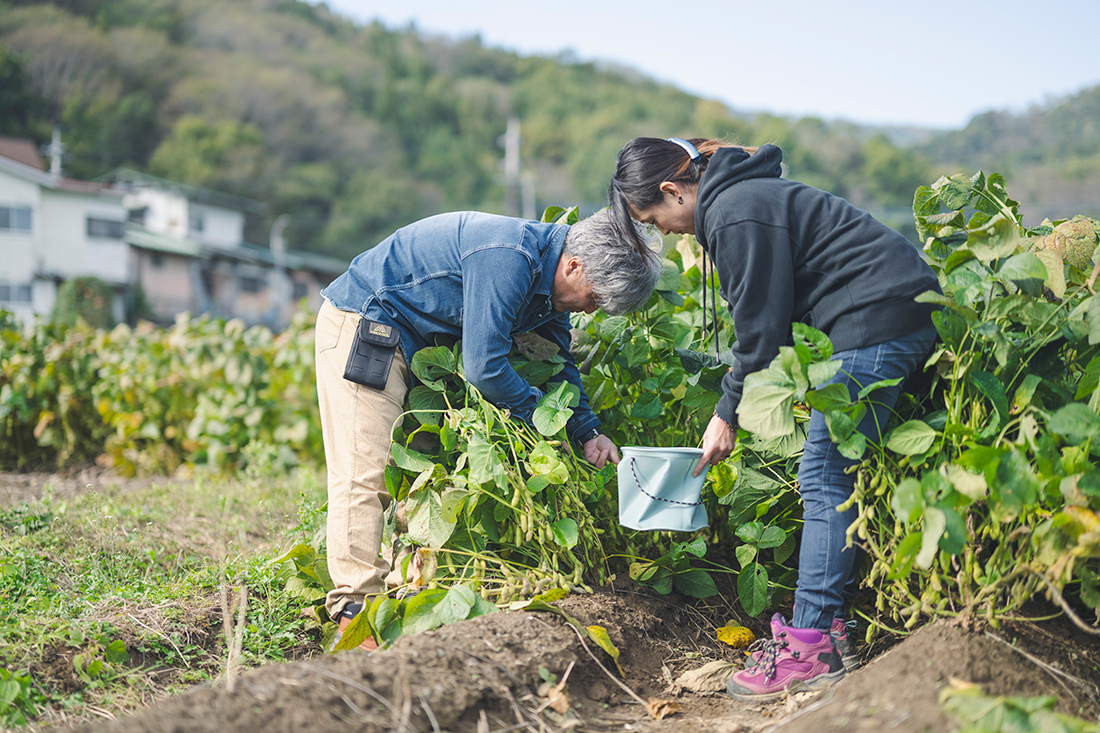 あけぼの大豆を収穫している様子