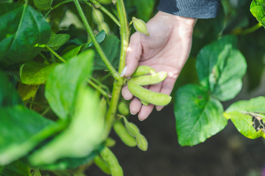 収穫寸前のあけぼの大豆の写真