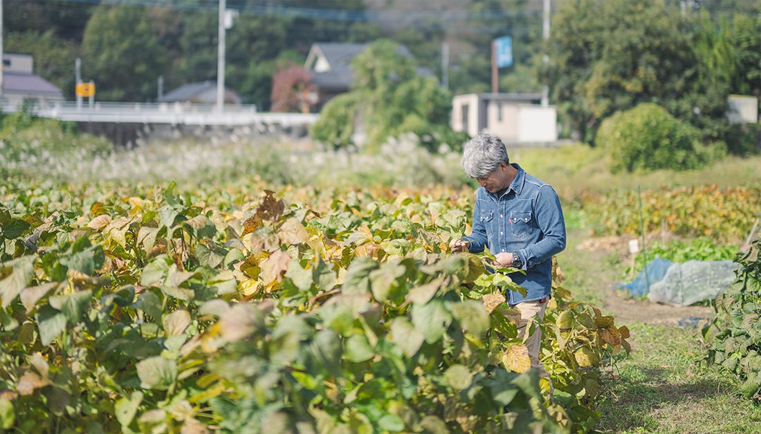 あけぼの大豆を育てる様子