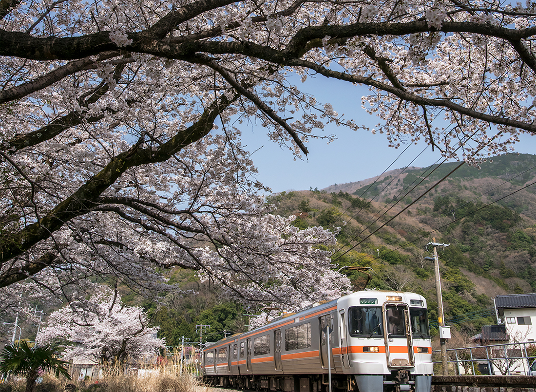 塩之沢駅の桜