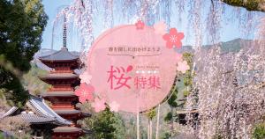 桜特集