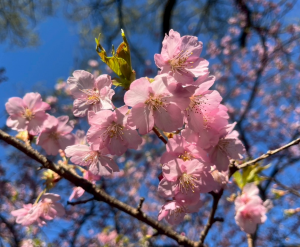 ３月９日の河津桜開花状況