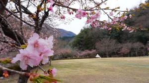 道の駅しもべ桜