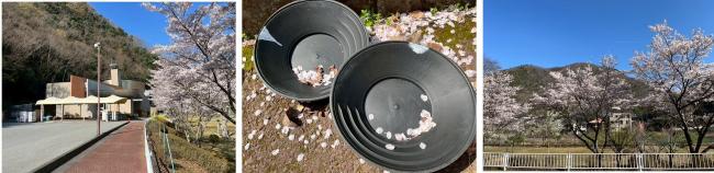 ソメイヨシノのようす