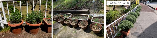 0414ブログ　菊の鉢植え