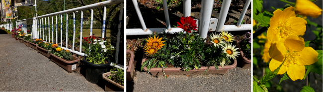 0411ブログ　花壇の花