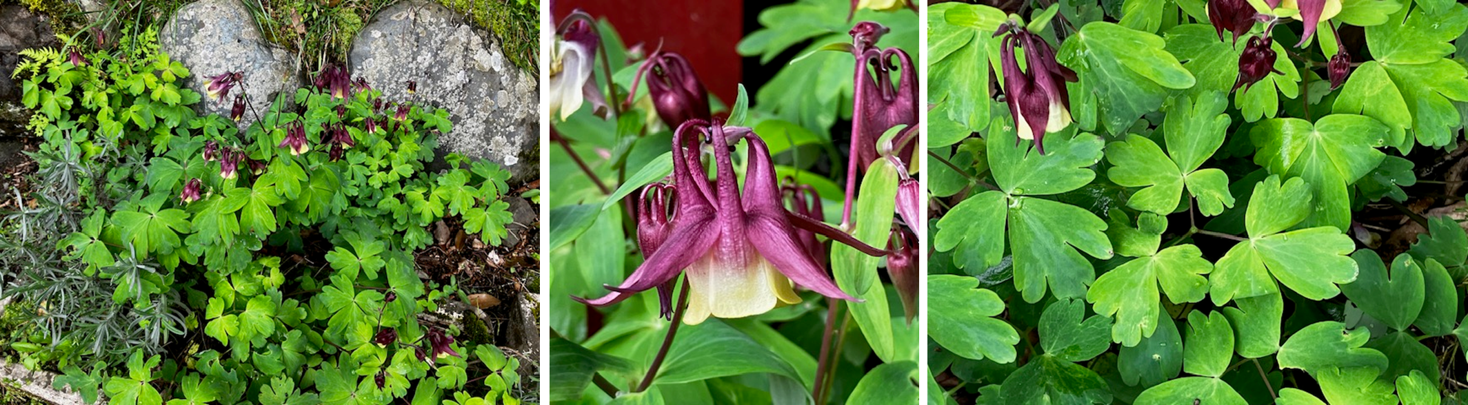 オダマキの花