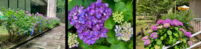 博物館周辺の紫陽花