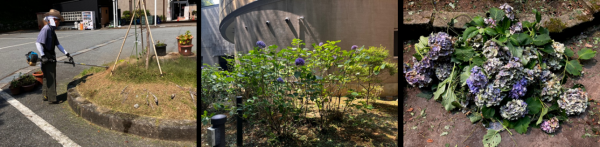 真夏の草刈りと雑草の成長速度