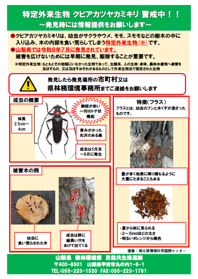 クビアカツヤカミキリに関する注意喚起のチラシ(オモテ)