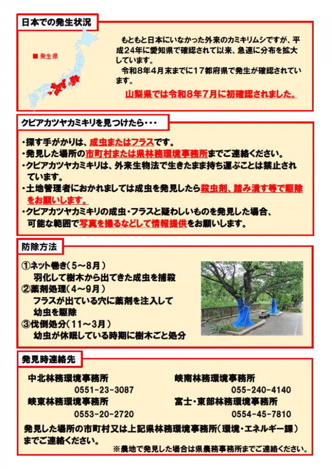 クビアカツヤカミキリに関する注意喚起のチラシ(ウラ)